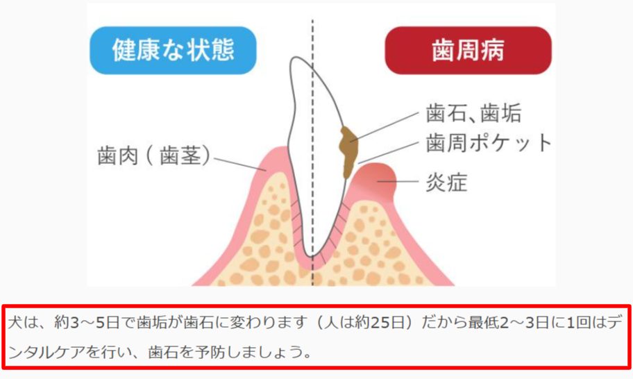犬は約3〜5日で歯垢が歯石に変わると示すGREEN DOGの解説画面