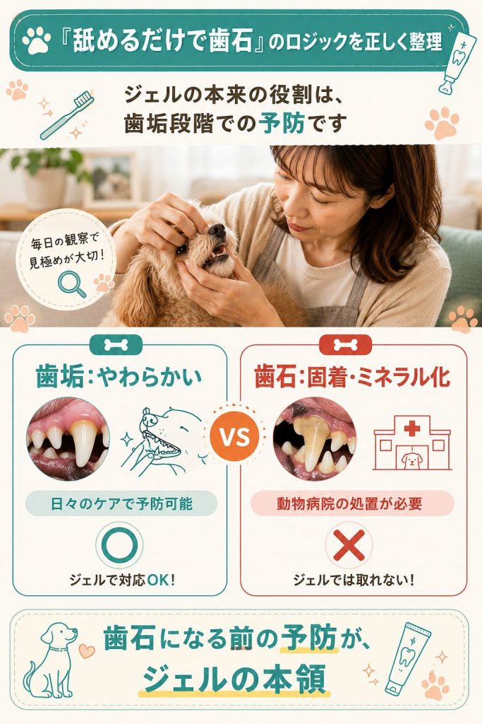 歯垢と歯石の違いを対比で示す解説図解、ジェルが効くのは歯垢段階のみ