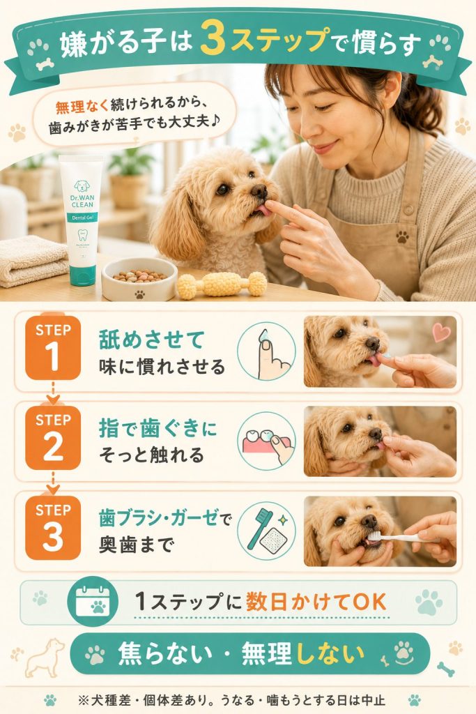 歯みがきを嫌がる犬への使い方3ステップ。舐めさせる所から無理なく慣らす流れ
